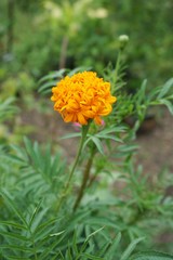 yellow Tagetes erecta flower in nature garden