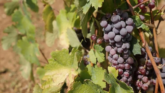 Autumn fruit Vitis vinifera in vineyard slow motion footage - Common grape vine close-up slow-mo