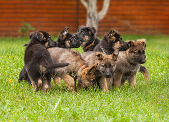 Puppies of a dog, a German shepherd