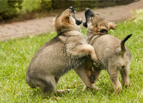 Puppies of a dog, a German shepherd