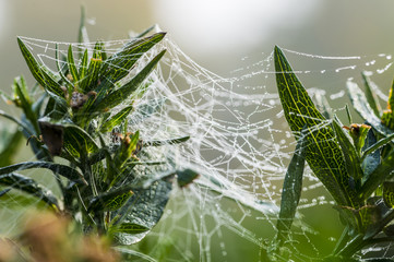 Spinnweben zwischen Balkonblumen