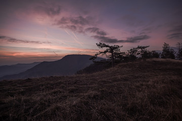 mountain pine in the fall