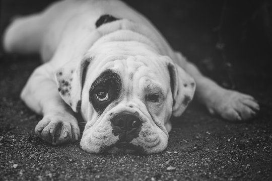 Bulldog Puppy