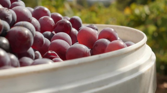 Juicy common grape vine in plastic basket footage - Close-up of purple Vitis vinifera harvested fruit
