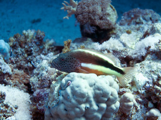 Unterwasser Ägypten