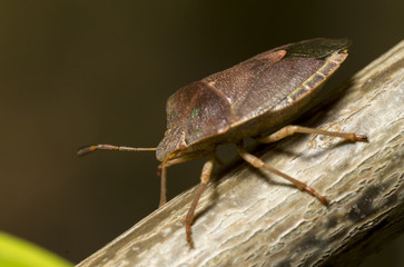 bug