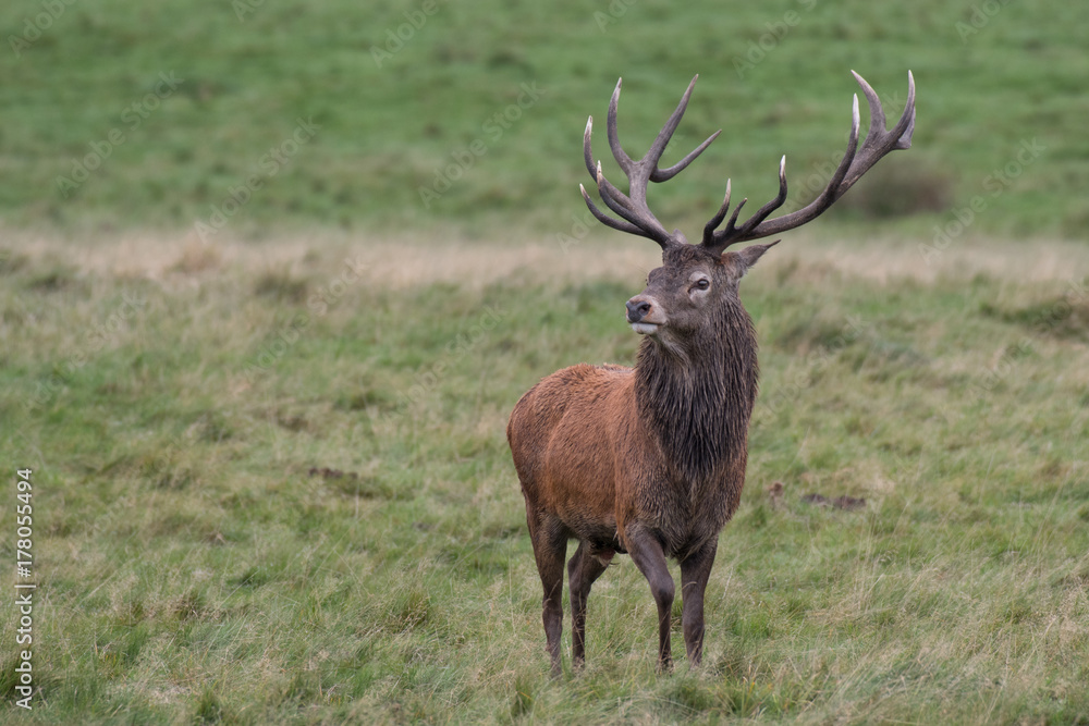 Poster a solitary single red deer stag standing proud in grassland and looking to the left. full length por