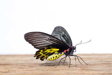 Fototapeta na wymiar Butterfly common birdwing.
