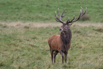 Naklejka na ściany i meble A solitary single red deer stag standing proud in grassland and looking to the left. Full length portrait showing antlers and an intense stare