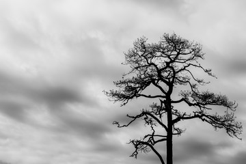 Tall Pine Tree in black and white