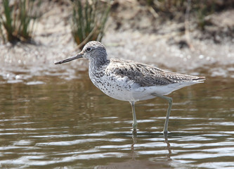 Common Greenshank (Tringa nebularia), adult, Lower Moors, St Mary's Isles of Scilly, UK.