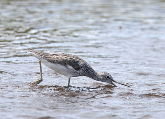 Common Greenshank (Tringa nebularia), adult feeding, Lower Moors, St Mary's Isles of Scilly, UK.