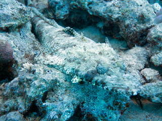 Unterwasser Ägypten