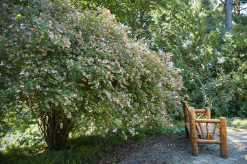 view in the park on a wooden bench and a flowering tree
