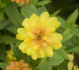 Yellow Flower