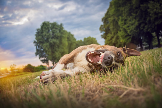 Hund liegt bei D&auml;mmerung in Wiese mit offenem Maul und zeigt Z&auml;hne