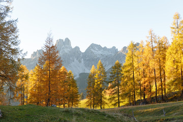 Beautiful larches in autumn. Austrian Alps