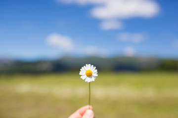 Hand holding a daisy