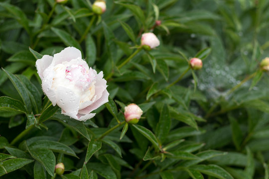 Showy peony flower with dew drops