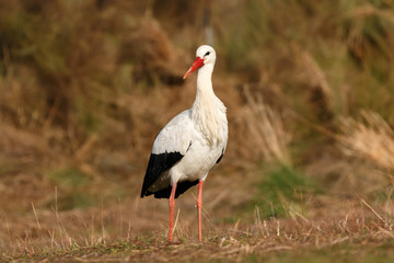 Elegant white stork