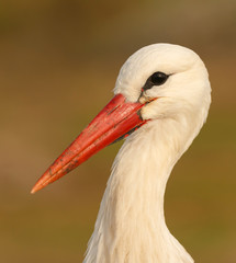 Elegant white stork