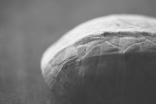 Turtle Shell