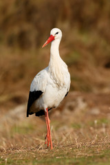 Fototapeta premium Elegant white stork