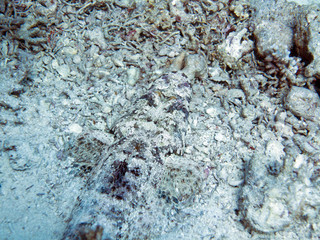 Unterwasser &Auml;gypten