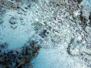 Unterwasser Ägypten