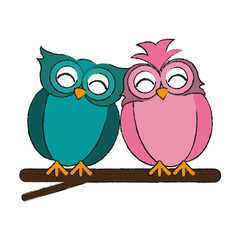 lovebirds owls icon image vector illustration design