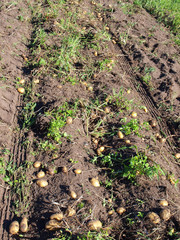 Potato harvesting