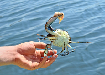 the fisherman caught the blue crab