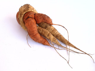 Twin carrots
