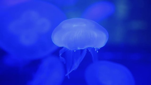 Jellyfish move in the water on a blue background. Jellyfish medusa underwater. Jellyfish Underwater Footage with glowing medusas moving around in the water. Jellyfish close-up gracefully floating.