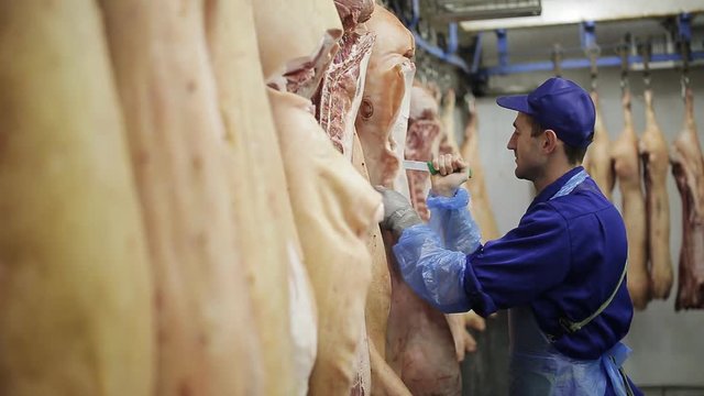 Pork carcasses hang on metal hooks. butchers cut lard from pork carcasses.