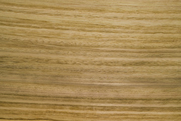 Backdrop or background wooden. Eucalyptus tree.