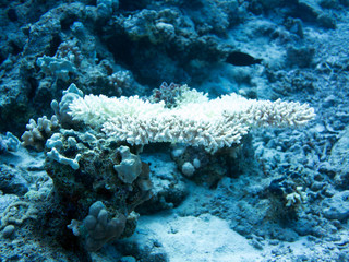 Unterwasser Ägypten