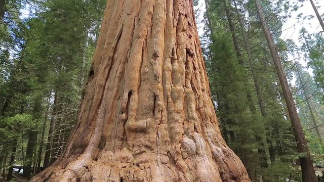 Sequoia tree. Giant Sequoia Tree in Sequoia National Park, California. Tilt up giant Sequoia trees in Yosemite National Park.