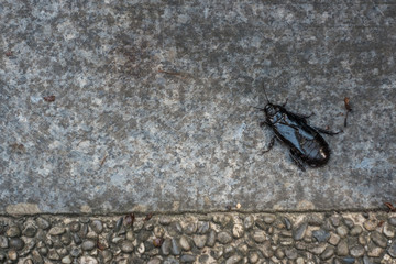 lose view of a beetle on asphalt. Black beetle crawls on concrete.