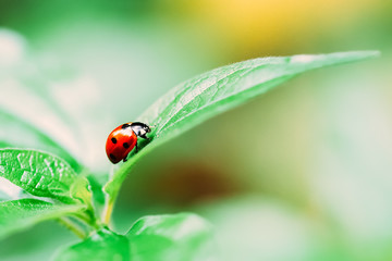 Red Ladybug Insect On Green Leaf Macro