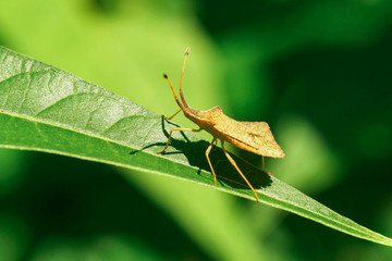 Shield Bug Insect Walking On Leaf