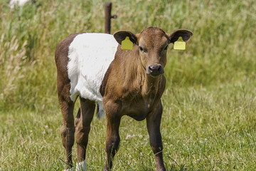 Calf lakenvelder