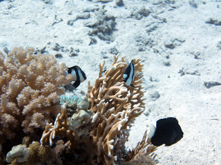 Fototapeta na wymiar Unterwasser Ägypten