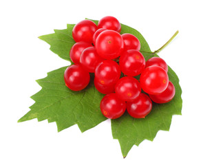 Red berries of Viburnum (arrow wood) with green leaf isolated on white background