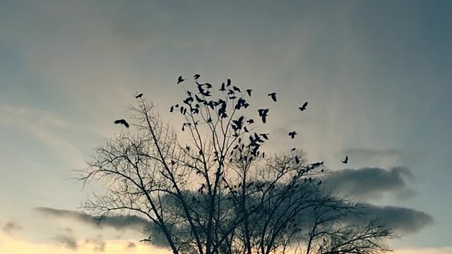 flock of birds taking off from a tree, a flock of crows black bird dry tree. birds ravens in the sky slow motion