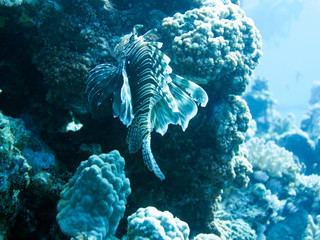 Unterwasser Ägypten