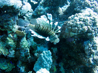 Unterwasser Ägypten