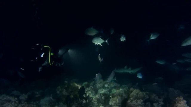 Scuba divers looks on the Tawny nurse sharks (Nebrius ferrugineus) in the night, Indian Ocean, Maldives
