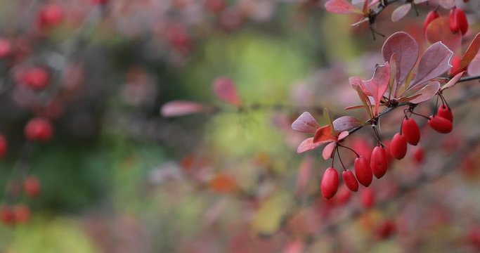 Autumn. Fall scene.Small red fruits. Beauty nature scene trees and leaves. Nature background. Selective focus. 4k video
