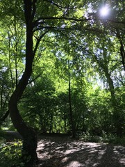 Naturlandschaft im Grutholz Wäldchen 